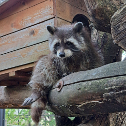 Pécsi Tudományegyetem - Műszaki és Informatikai Kar